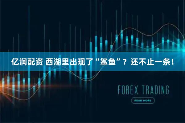 亿润配资 西湖里出现了“鲨鱼”？还不止一条！